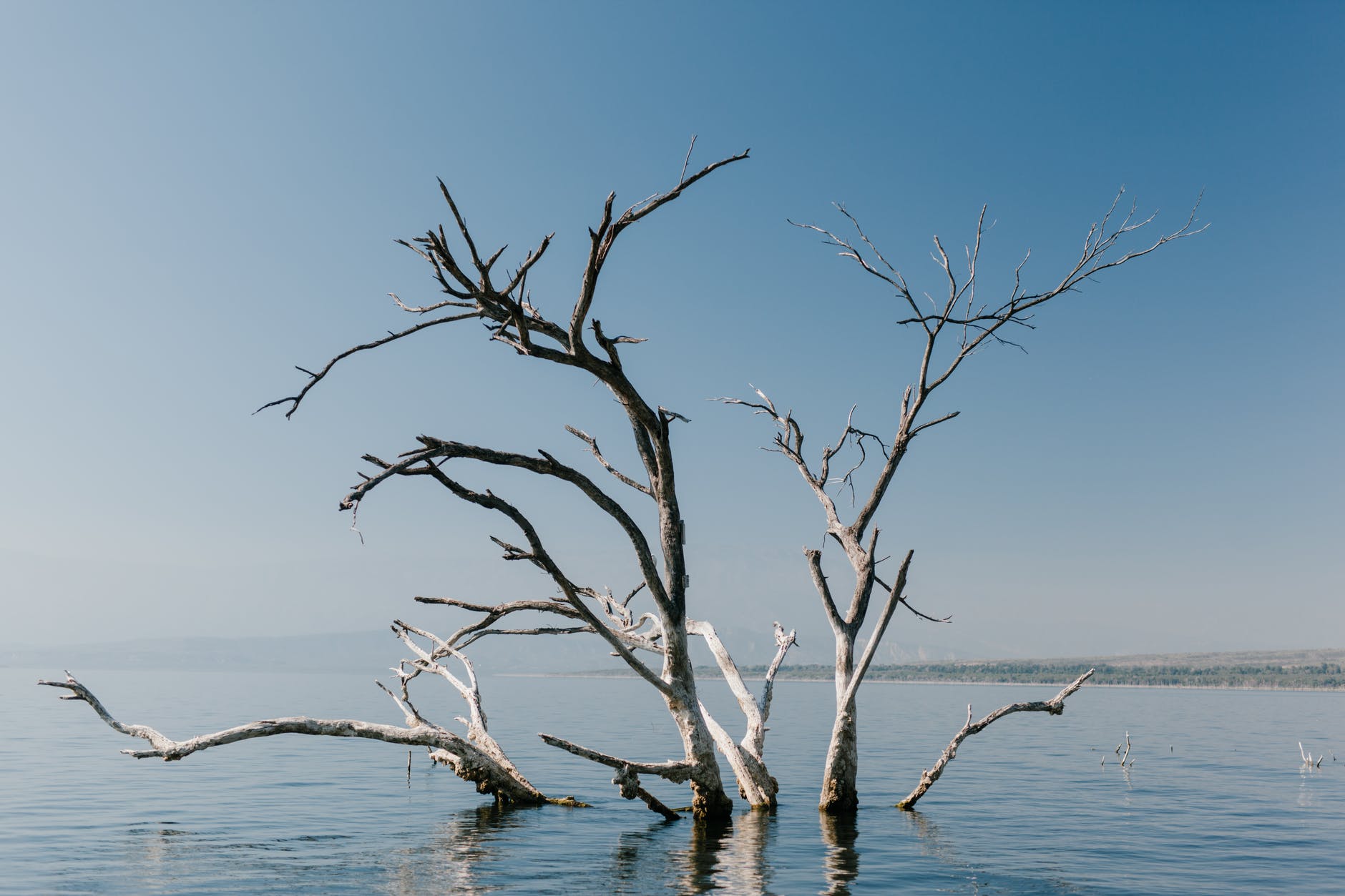 barren tree almost completely submerged in water against a blue sky